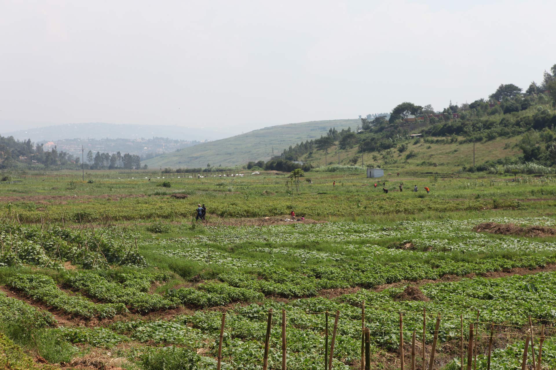 kinyinya-hill-kigali-the-project-site-agricultural-fields
